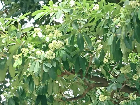 Hoa sữa nở trong tiết trời se lạnh của mùa Thu Hà Nội